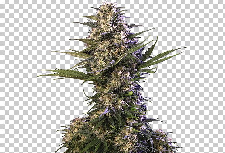 Autoflowering Cannabis Seed Blue Dream Cannabis Ruderalis PNG, Clipart, Autoflowering Cannabis, Blue Dream, Cannabidiol, Cannabis, Cannabis Ruderalis Free PNG Download