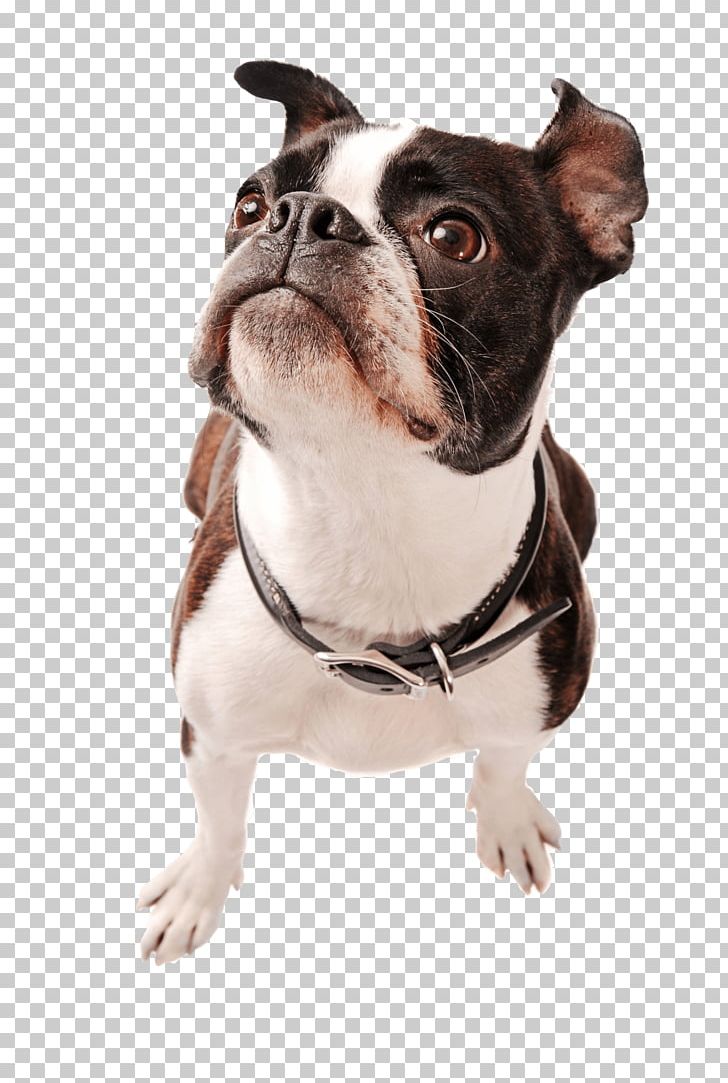 Boston Terrier Yorkshire Terrier Puppy Rat Terrier Pit Bull PNG, Clipart, Animals, Boston, Boston Terrier, Brindle, Carnivoran Free PNG Download