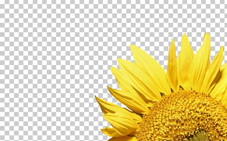 Common Sunflower PNG, Clipart, Bud, Cartoon, Daisy Family, Flower, Flowers And Plants Free PNG Download