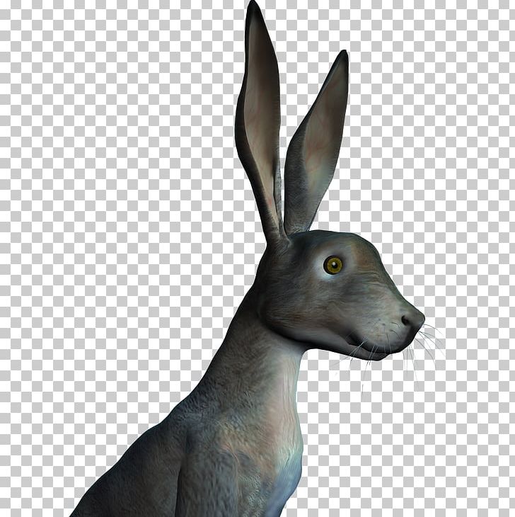 Hare Snout Wildlife PNG, Clipart, Fauna, Hare, Mammal, Miscellaneous, Others Free PNG Download