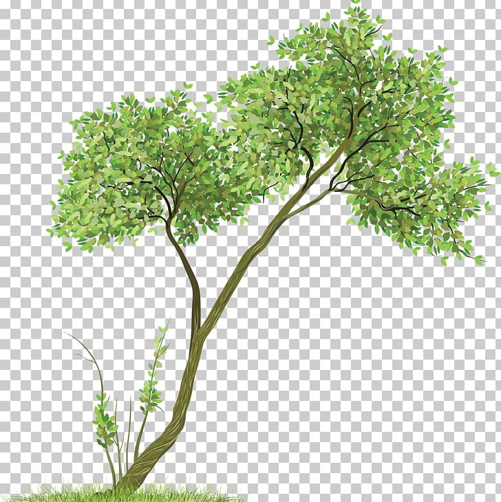 Tree PNG, Clipart, Tree Free PNG Download