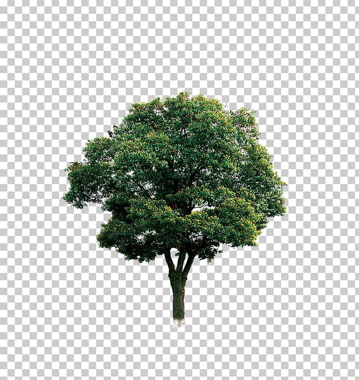 Tree Branch Computer File PNG, Clipart, Autumn Tree, Branch, Christmas Tree, Computer File, Download Free PNG Download