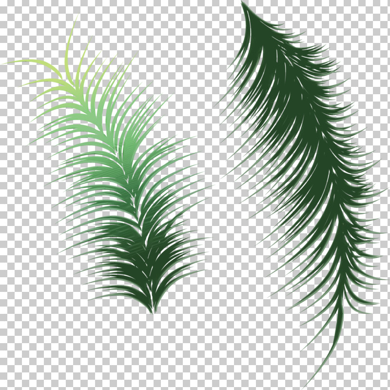 Palm Tree PNG, Clipart, Arecales, Attalea Speciosa, Branch, Elaeis, Flower Free PNG Download