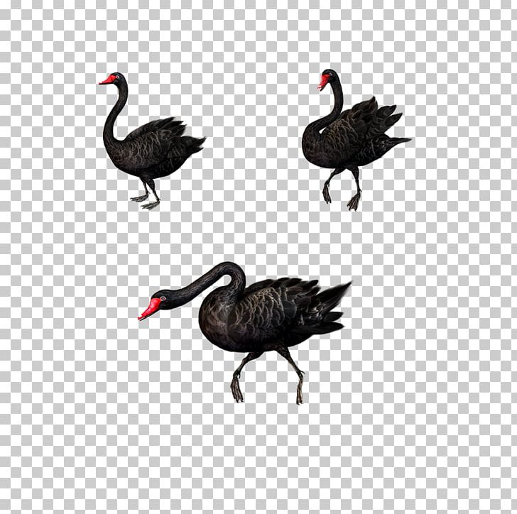 Black Swan Bird PNG, Clipart, Animal, Animals, Background Black, Beak, Beautiful Free PNG Download