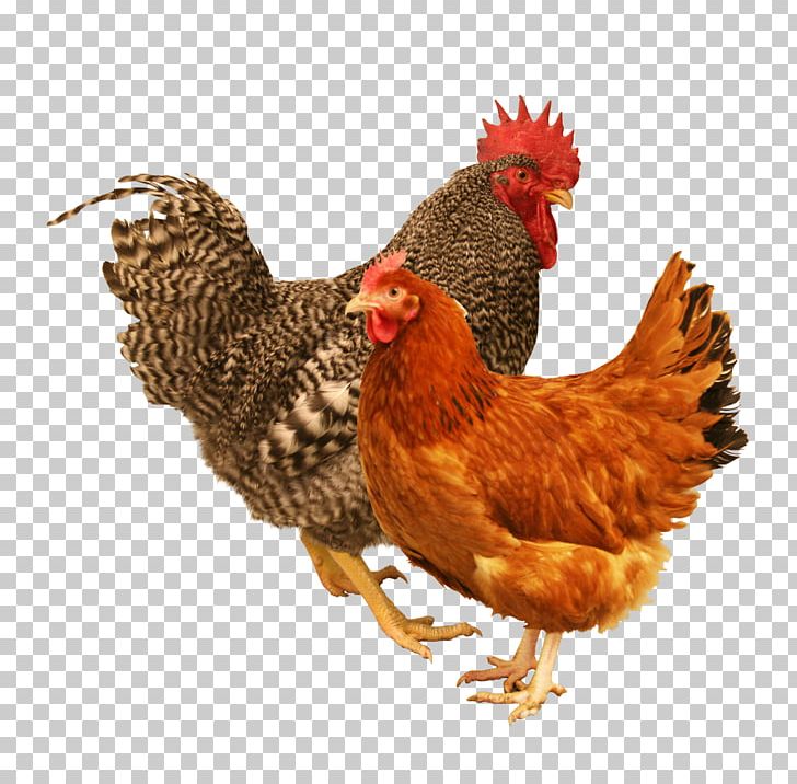 Rooster Rhode Island Red Rhode Island White Sussex Chicken Leghorn Chicken PNG, Clipart, Beak, Bird, Chicken, Cochin Chicken, Fowl Free PNG Download