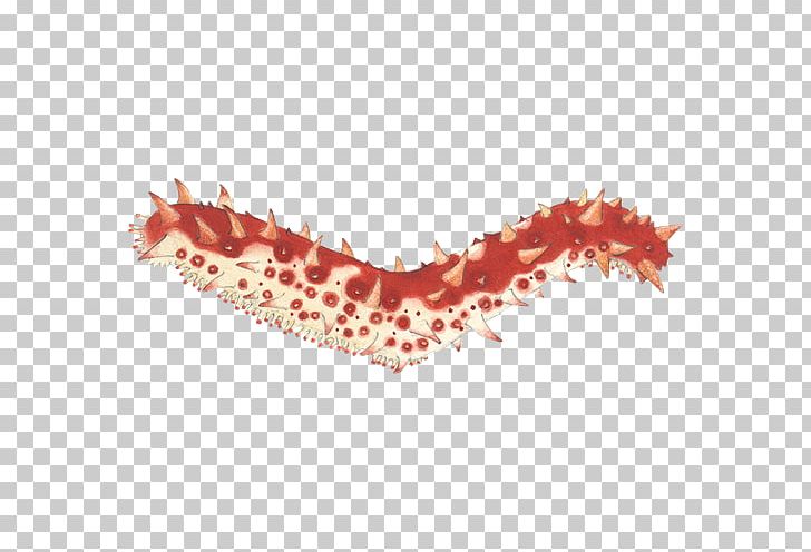 Sea Cucumber As Food Seafood Watch British Columbia PNG, Clipart, Asia, British Columbia, Canada, Catch, Cucumber Free PNG Download