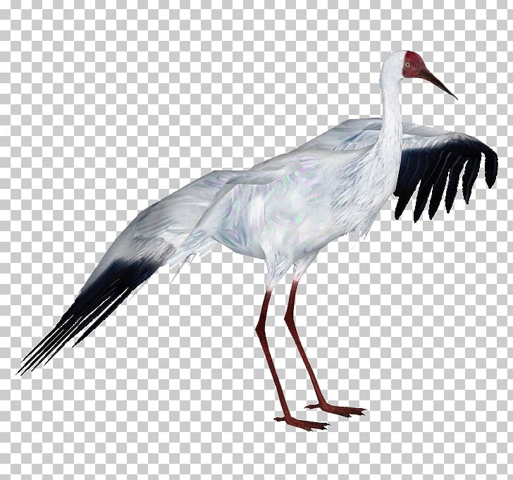 Zoo Tycoon 2: African Adventure Crane Bird White Stork PNG, Clipart, Animal, Beak, Bird, Ciconiiformes, Common Crane Free PNG Download