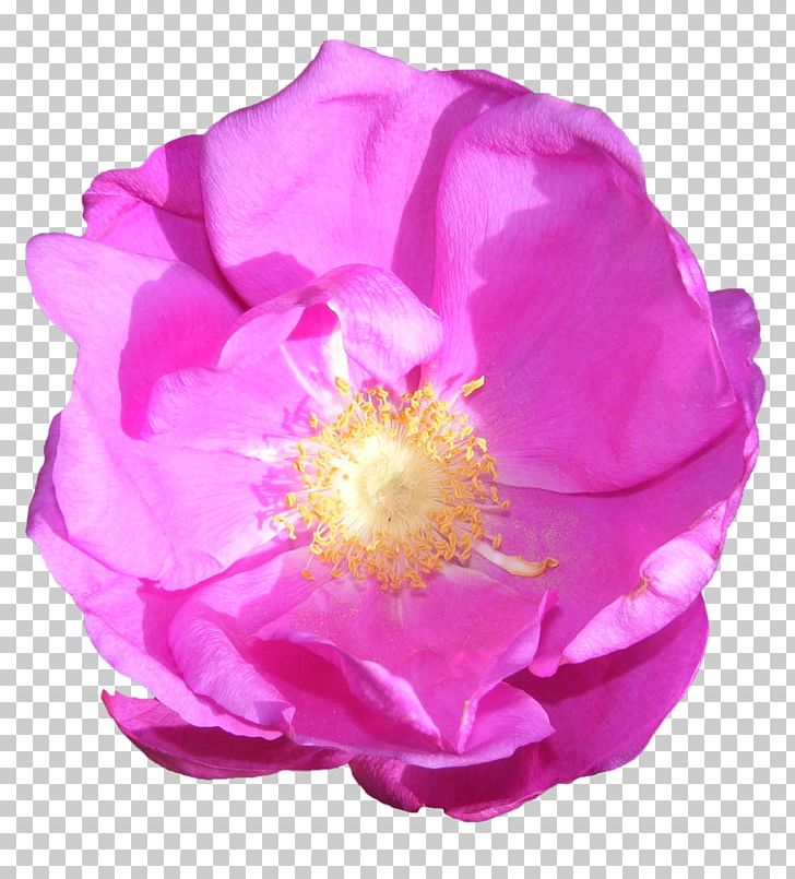 Garden Roses Cabbage Rose French Rose Floribunda Pink PNG, Clipart, Cabbage Rose, Cut Flowers, Drawing, Flower, Flowering Plant Free PNG Download