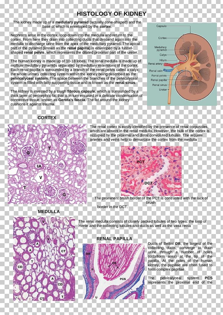 Loop Of Henle Organism Histology Art PNG, Clipart, Art, Basic, Creativity, Document, Functional Free PNG Download