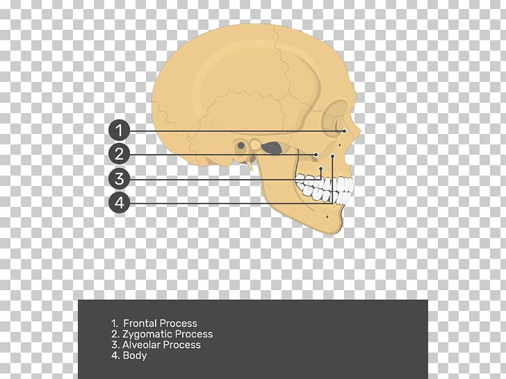 Jaw Product Design Angle Skull PNG, Clipart, Angle, Bone, Cartoon, Condyloid Process, Diagram Free PNG Download