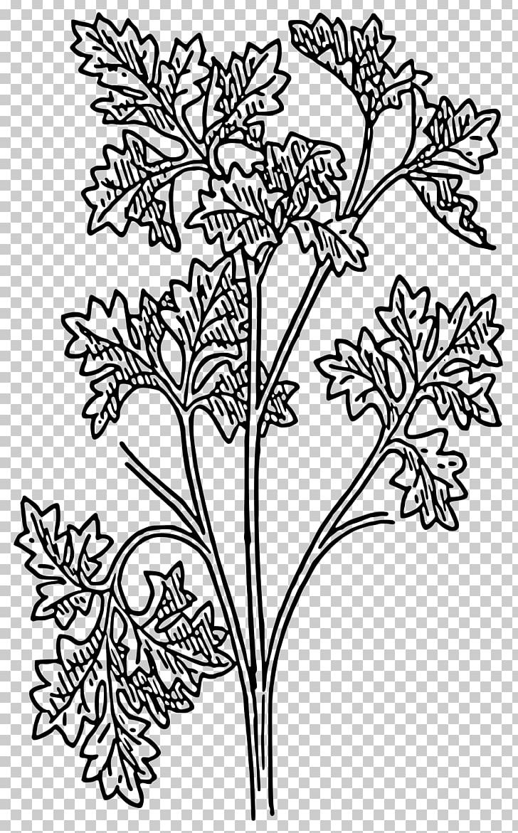 Parsley Drawing Plant PNG, Clipart, Area, Art, Black And White, Branch, Color Free PNG Download