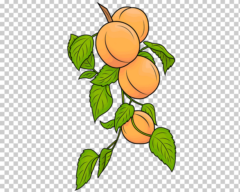 Fruit Tree PNG, Clipart, Apricot, Flower, Fruit, Fruit Tree, Leaf Free PNG Download
