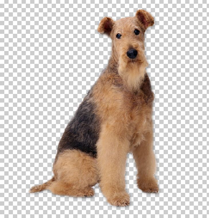 Airedale Terrier Bedlington Terrier Samoyed Dog Akita Welsh Terrier PNG, Clipart, Airedale Terrier, Akita, Animals, Bedlington Terrier, Bowl Free PNG Download