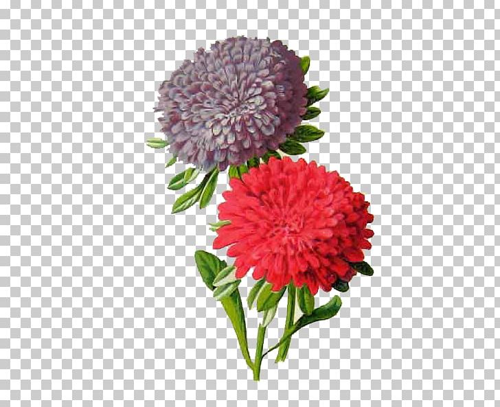 Familiar Garden Flowers Botanical Illustration Botany Aster Alpinus PNG, Clipart, Annual Plant, Aster, Biodiversity Heritage Library, Blume, Callistephus Chinensis Free PNG Download