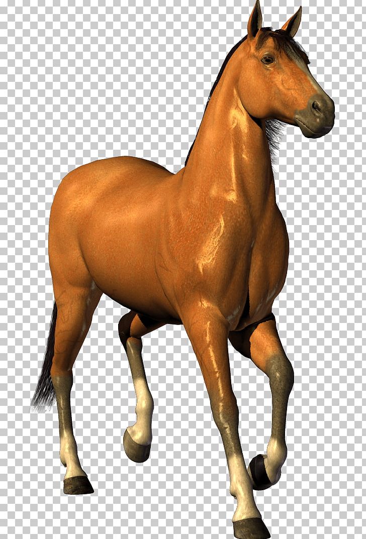 Horse PNG, Clipart, Animal, Animalphotography, Animals, Bridle, Colt Free PNG Download