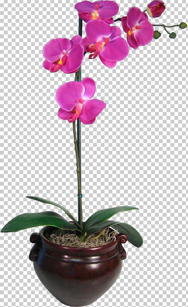 red orchid png
