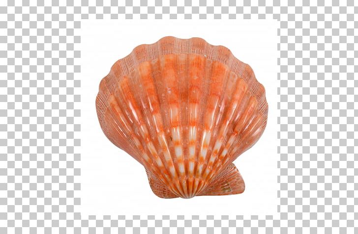 Oyster Seashell Scallop Clam Mollusc Shell PNG, Clipart, Animals, Clam, Clams Oysters Mussels And Scallops, Cockle, Conch Free PNG Download