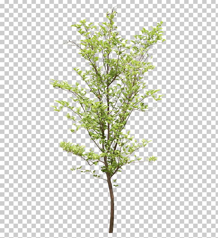 Tree Structure PNG, Clipart, Acer Oliverianum Var Nakaharai, Adobe Photoshop Elements, Branch, Herb, Landscape Free PNG Download