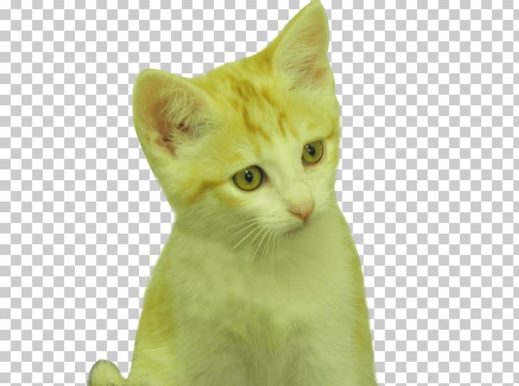 American Shorthair European Shorthair Whiskers American Wirehair Kitten PNG, Clipart, American Shorthair, American Wirehair, Animals, British Shorthair, Carnivoran Free PNG Download