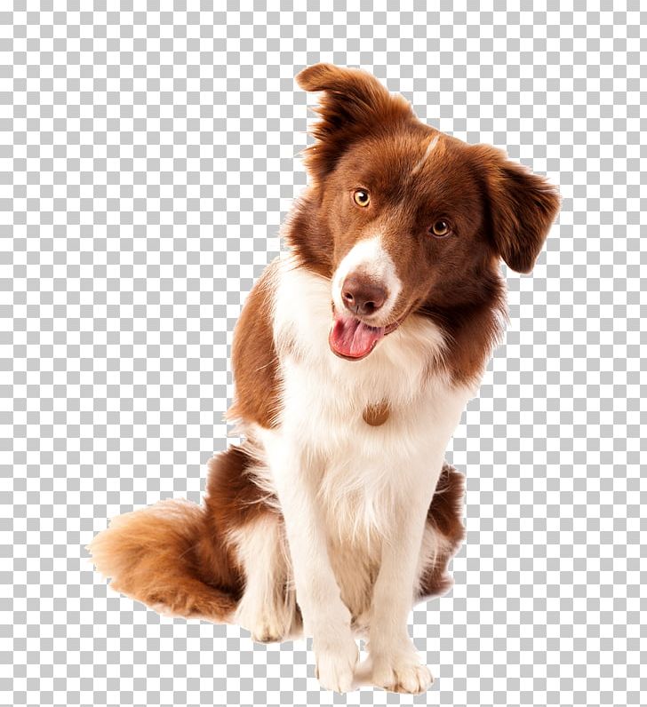 Border Collie Dog Breed Nova Scotia Duck Tolling Retriever Scotch Collie Puppy PNG, Clipart, Animal, Border Collie, Breed, Breeder, Carnivoran Free PNG Download