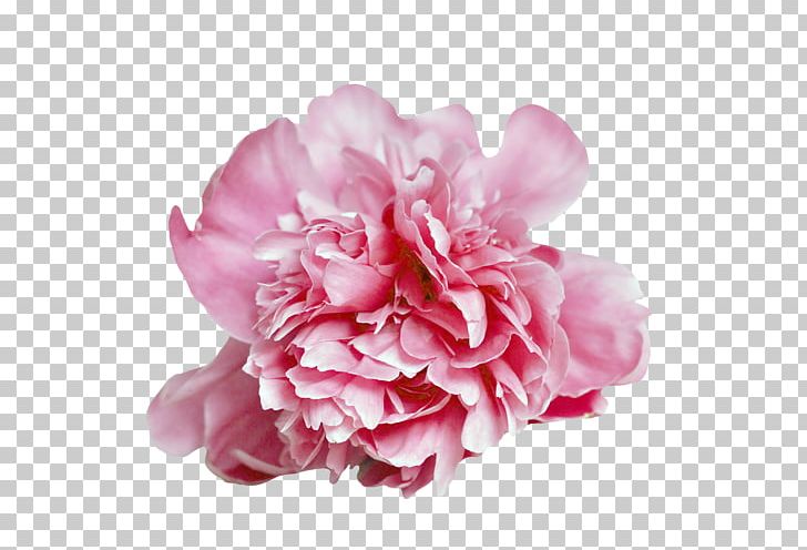 Carnation Cabbage Rose Peony Cut Flowers Petal PNG, Clipart, Blossom, Camellia, Carnation, Cut Flowers, Flower Free PNG Download