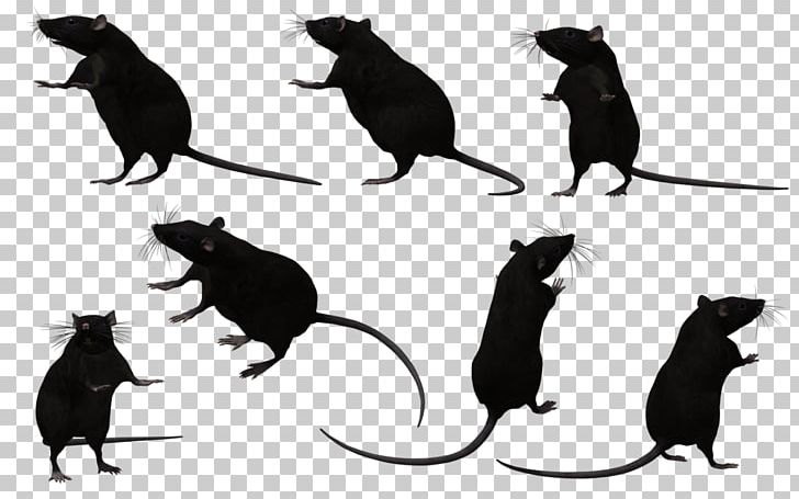 Cat Mouse Black Rat Photography Png Clipart Art Black And White Black Rat Carnivoran Cat Free