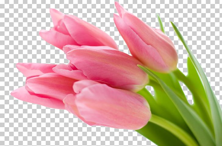 Desktop Pink Flowers Tulip PNG, Clipart, 4k Resolution, Bunga, Closeup, Color, Computer Free PNG Download