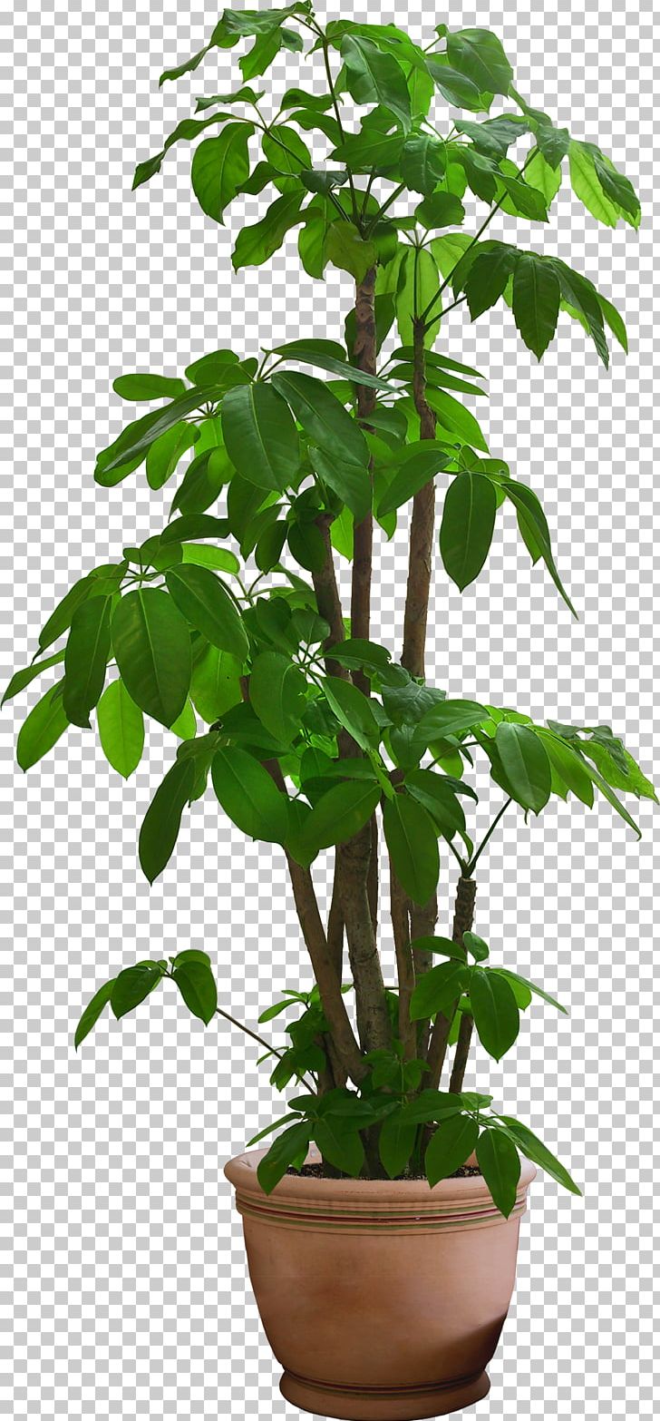 Houseplant Plants Shrub Garden Ideas Tree PNG, Clipart,  Free PNG Download