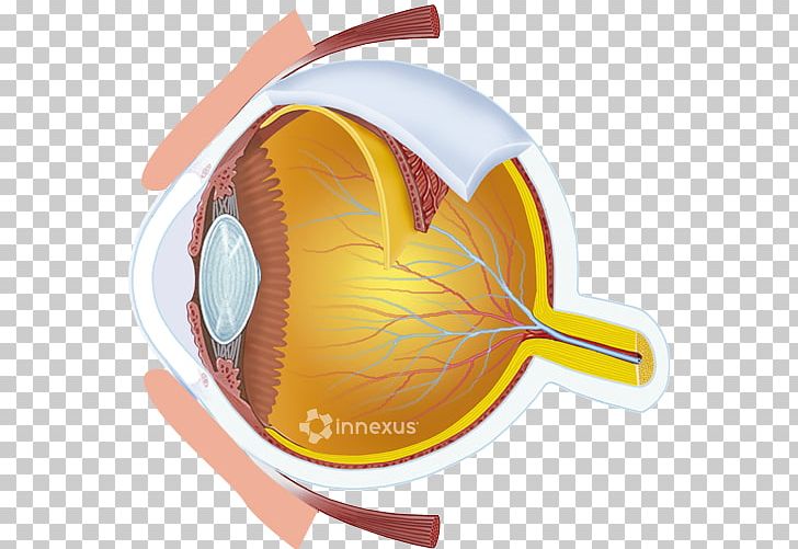 Human Eye Eye Care Professional Light Visual Perception PNG, Clipart, Ball, Eye, Eye Care Professional, Human Eye, Light Free PNG Download