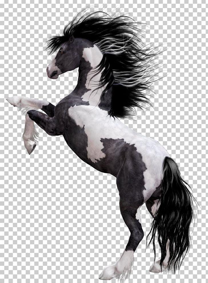 Arabian Horse Appaloosa Mustang American Paint Horse Stallion PNG, Clipart, Animal, Animals, Bay, Black, Black And White Free PNG Download