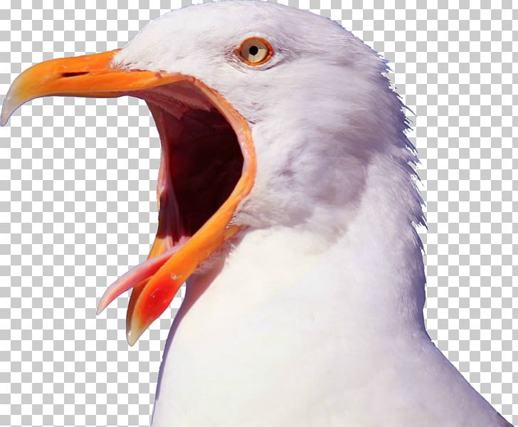 Bird Gulls Pelican YouTube Beak PNG, Clipart, Albatross, Animal, Animals, Aries, Astrology Free PNG Download