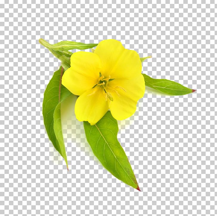 Common Evening-primrose Carrier Oil Borage Seed Oil PNG, Clipart, Alstroemeriaceae, Avocado Oil, Borage, Common Eveningprimrose, Essential Fatty Acid Free PNG Download