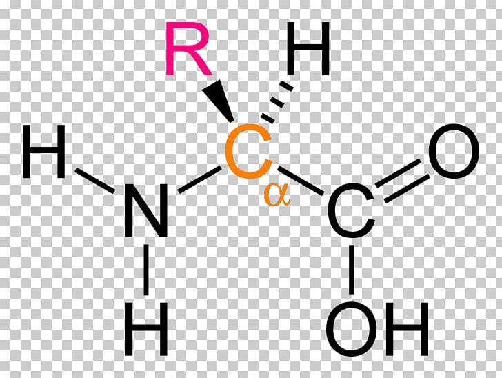 Dietary Supplement Acetylcysteine Acetyl Group Antioxidant PNG, Clipart, Acetylcysteine, Acetyl Group, Acid, Alpha, Amino Free PNG Download