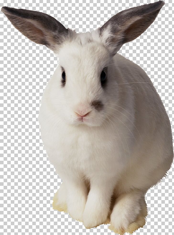 Easter Bunny Hare Domestic Rabbit European Rabbit PNG, Clipart, Animal, Animals, Cartoon Rabbit, Cute, Cute Rabbit Free PNG Download