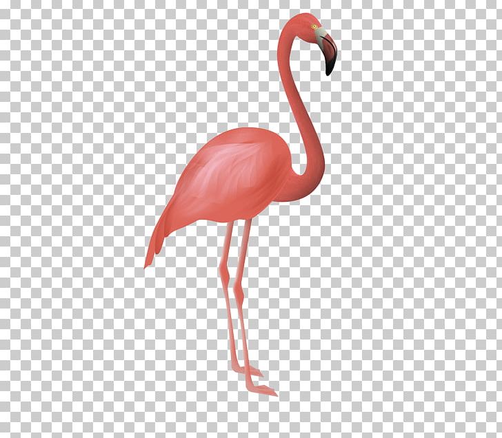 Flamingos Bird Flamenco PNG, Clipart, Animals, Animation, Beak, Bird, Clip Art Free PNG Download