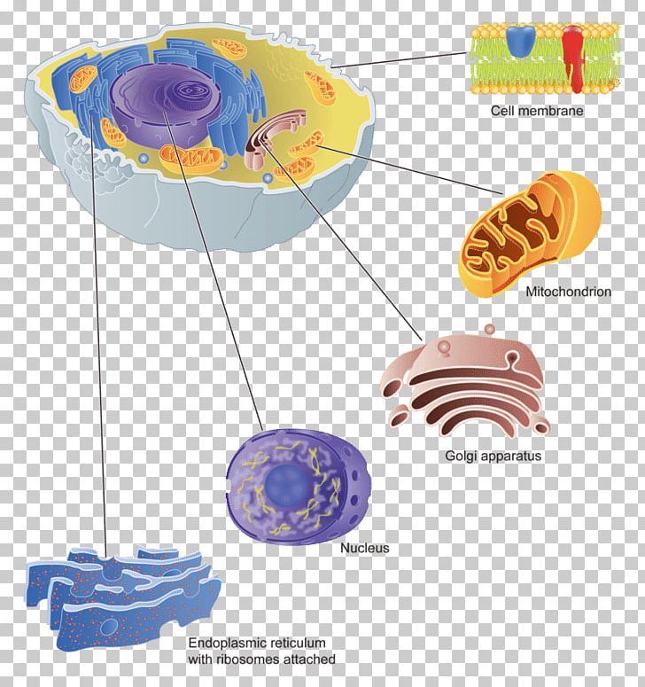 Golgi Apparatus Cell Membrane Protein Targeting PNG, Clipart, Biological Membrane, Camillo Golgi, Cell, Cell Membrane, Endoplasmic Reticulum Free PNG Download