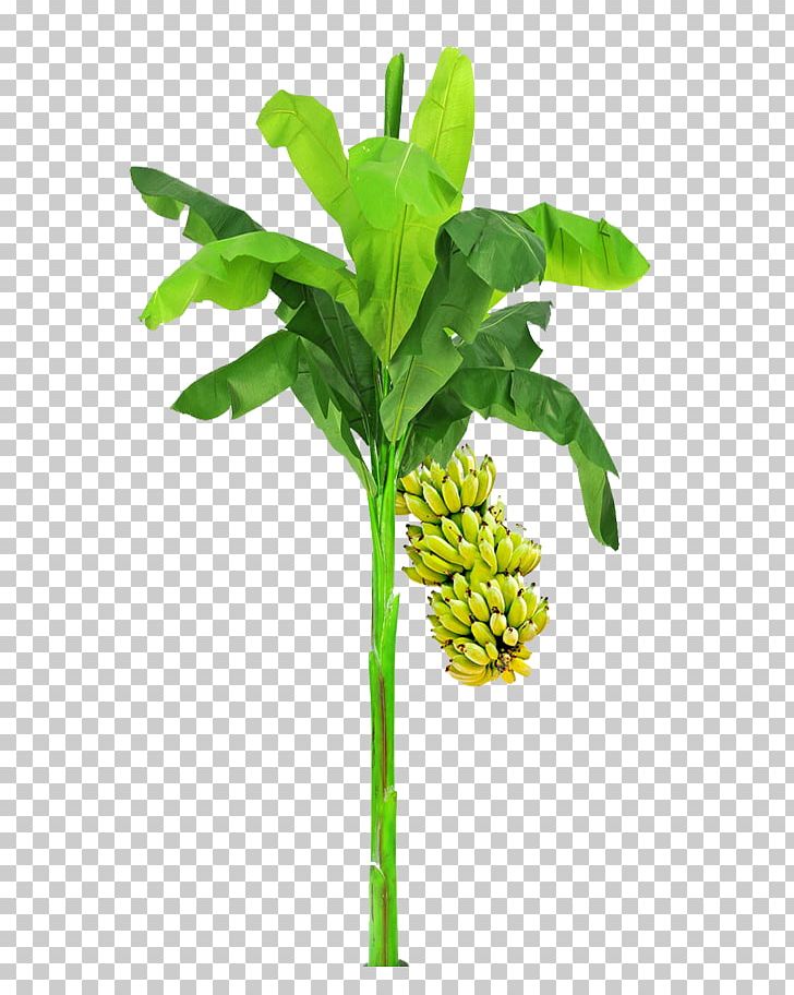 Leaf Plant Stem Flowerpot Tree PNG, Clipart, Banana, Banana Tree ...