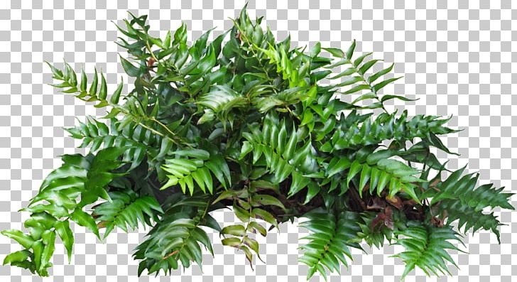 Shrub Portable Network Graphics Adobe Photoshop PNG, Clipart, 3d Computer Graphics, 3d Modeling, Branch, Conifer, Digital Image Free PNG Download