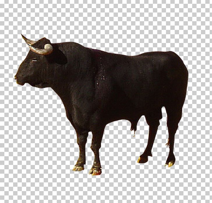 Highland Cattle Camargue Cattle Spanish Fighting Bull Brava Cattle Zebu PNG, Clipart, Animals, Background , Black, Black Background, Black Board Free PNG Download