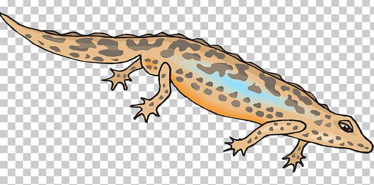Newt Salamander Gecko PNG, Clipart, Amphibian, Animal Figure, Animals, Bluespotted Salamander, Brown Free PNG Download