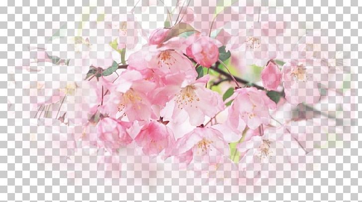 Desktop Flower High-definition Television Display Resolution Blossom PNG, Clipart, 169, 1080p, 1610, Blossom, Branch Free PNG Download