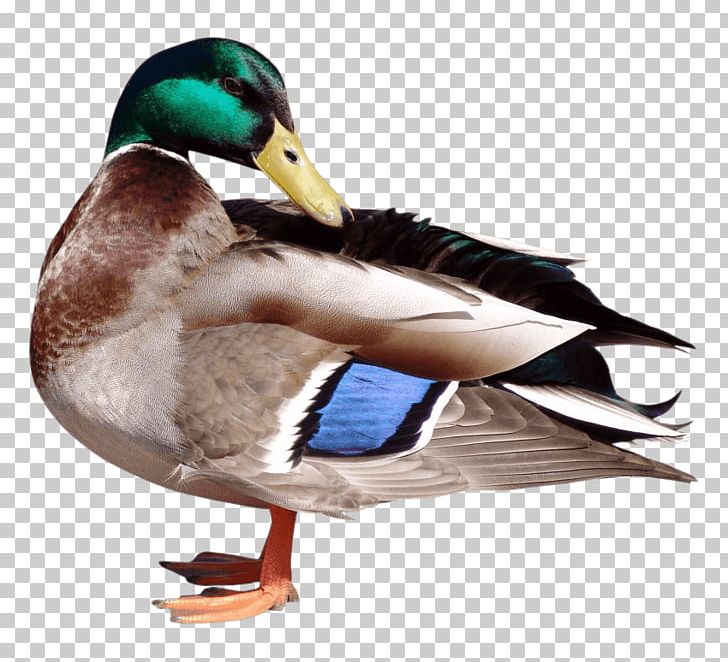 Mallard Duck Portable Network Graphics PNG, Clipart, Animals, Autocad Dxf, Beak, Bird, Coreldraw Free PNG Download