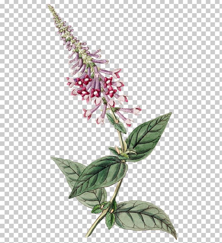 Designer Plant PNG, Clipart, Art, Botanical, Design, Designer, Download Free PNG Download