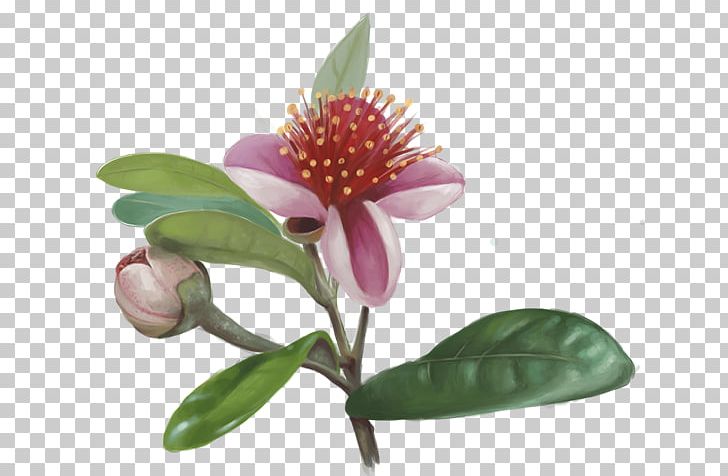 Flowering Plant Plants PNG, Clipart, Flower, Flowering Plant, Plant, Plants, Realistic Hummingbird Free PNG Download