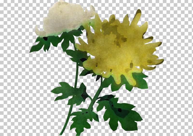 Chrysanthemum Chrysanths PNG, Clipart, Chrysanthemum, Chrysanths, Cut Flowers, Floral Design, Flower Free PNG Download
