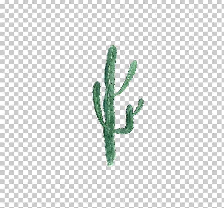 Cactaceae Opuntia Microdasys Painting #1 PNG, Clipart, Background Green, Cactaceae, Cactus, Download, Euclidean Vector Free PNG Download
