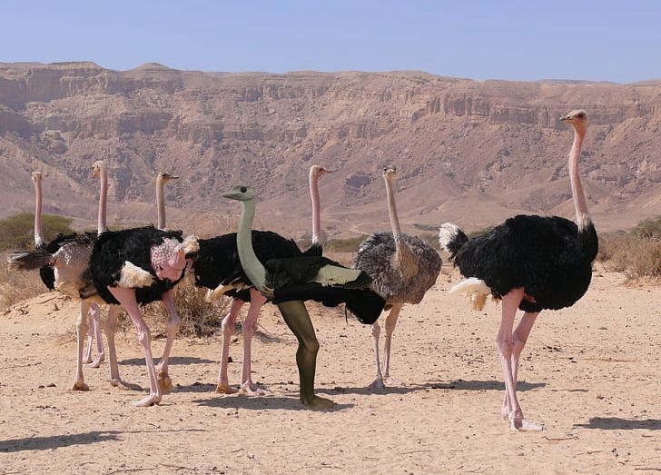 Common Ostrich Aepyornis Struthioniformes Ratite Animal PNG, Clipart, Aepyornis, Animal, Animals, Bird, Cassowary Free PNG Download