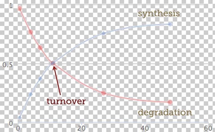 Protein Turnover Cell Half-life Inquiry Into Life PNG, Clipart, Angle, Area, Cell, Chemical Synthesis, Circle Free PNG Download