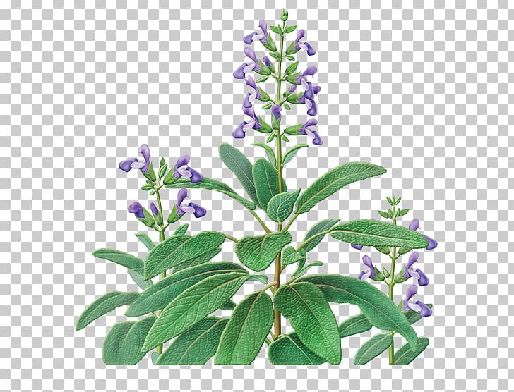 Tea Common Sage Organic Food Sage Of The Diviners Indian Cuisine PNG, Clipart, Common Sage, Digestive Biscuit, Flavor, Flower, Flowering Plant Free PNG Download