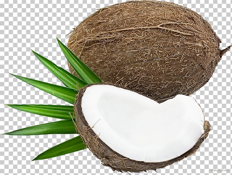 Palm Tree PNG, Clipart, Arecales, Attalea Speciosa, Coconut, Coconut Water, Palm Tree Free PNG Download